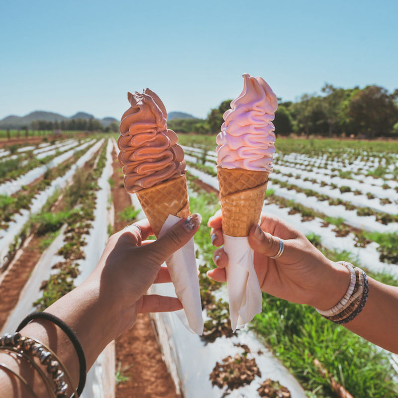 Twee mensen houden een softijsje vast bij de Atherton Strawberry Farm