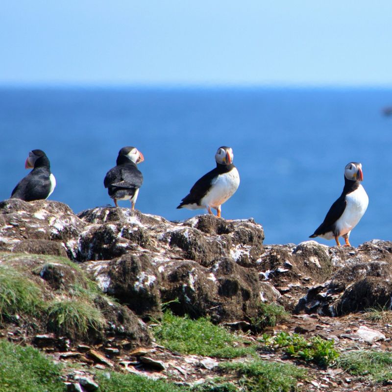 Atlantic puffins standing on a rocky coastal cliff in Newfoundland, Canada, with the ocean in the background.