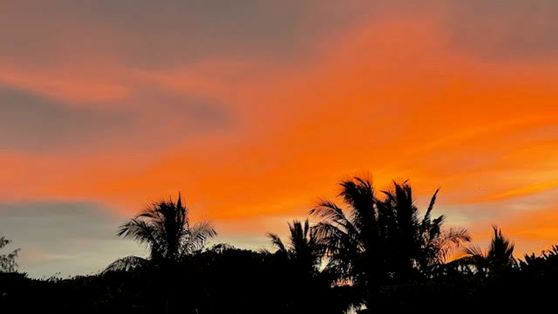 Oranger Sonnenuntergangshimmel hinter Palmensilhouetten in Australien