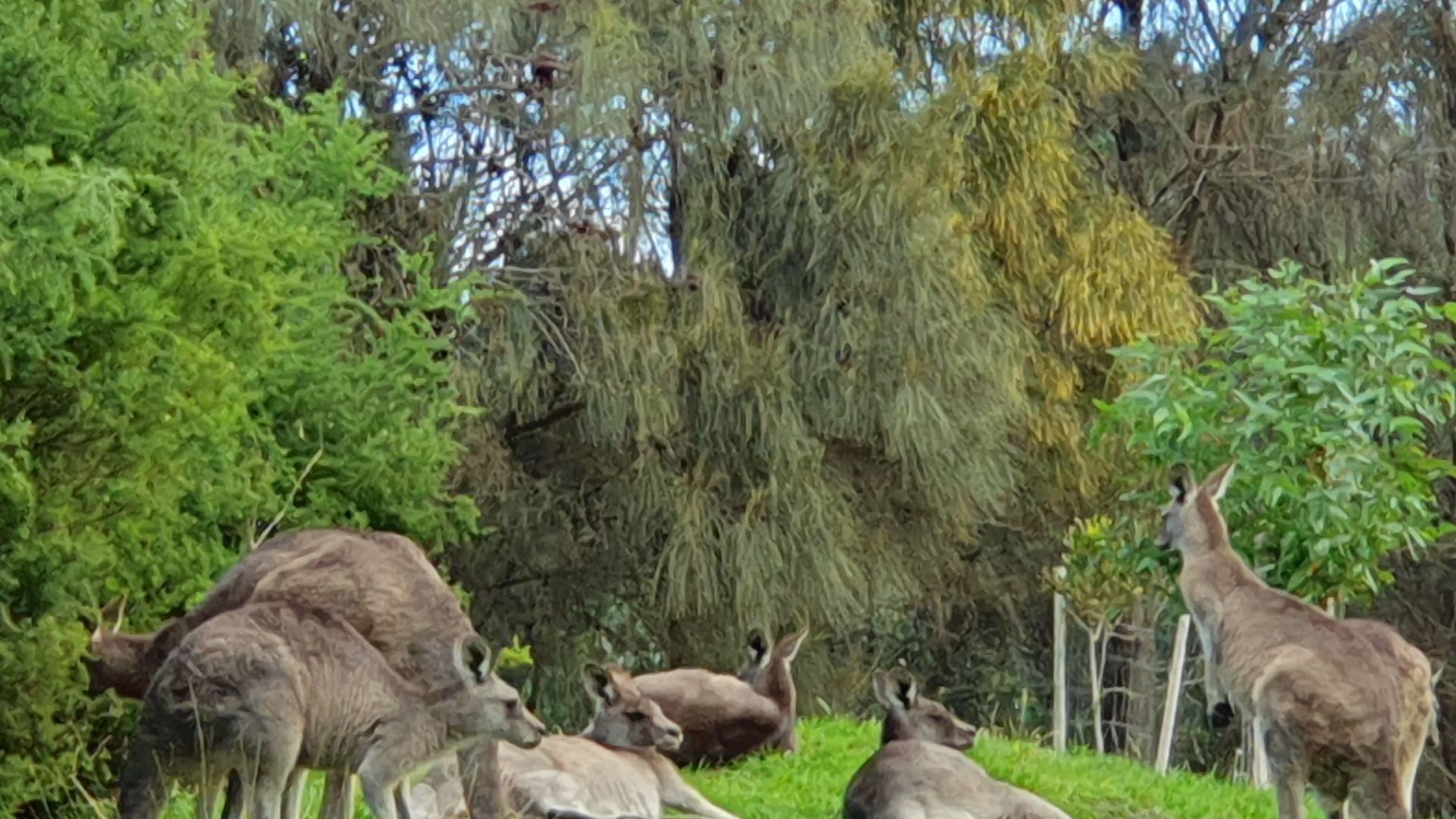 Kängurus grasen zwischen Bäumen in Australien