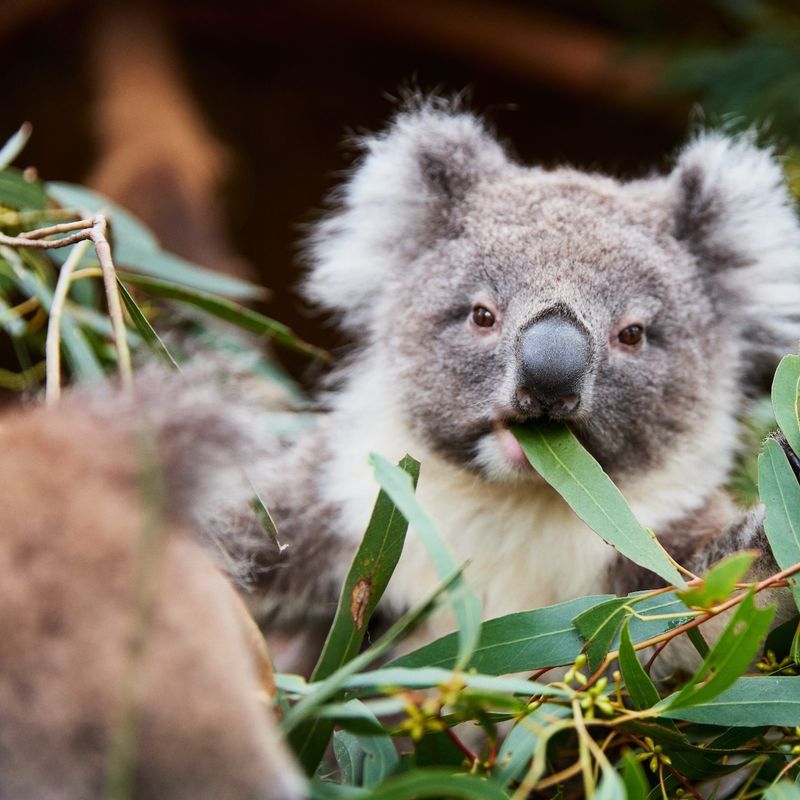Australien Koala im Ballarat Wildlife Park