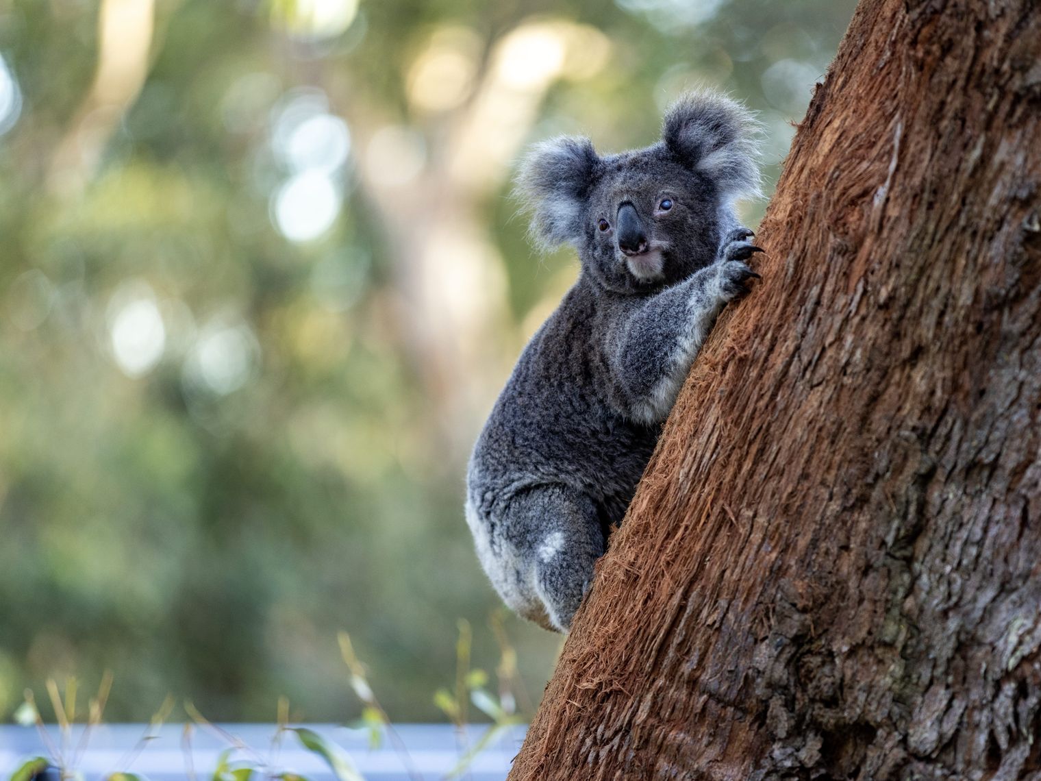 Australia NSW Koala 1071321 134