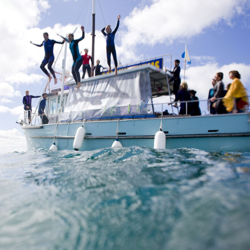 Australien Victoria Schwimmen mit Delfinen Queenscliff