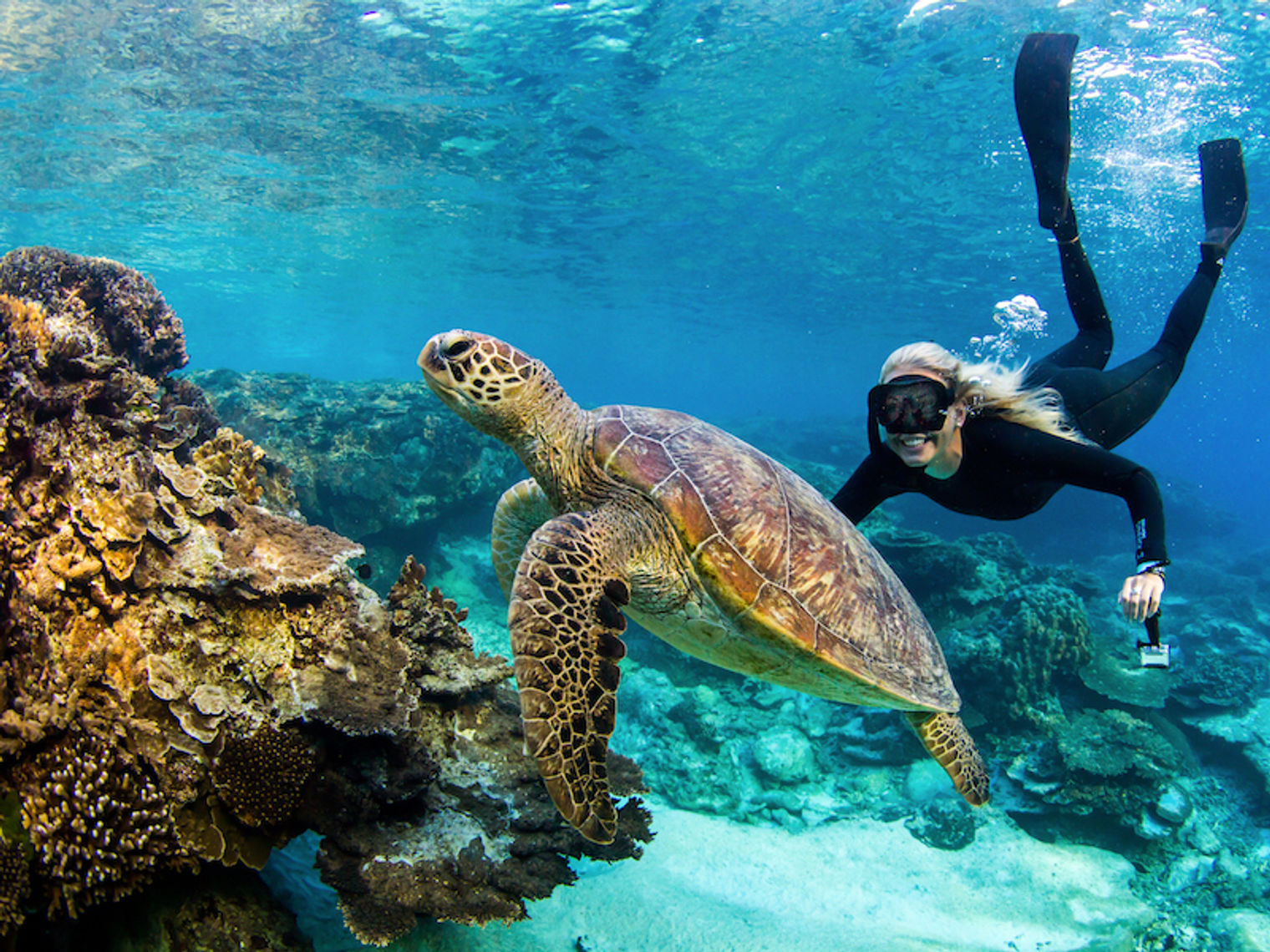 Australien Queensland Great Barrier Reef Schildkröte
