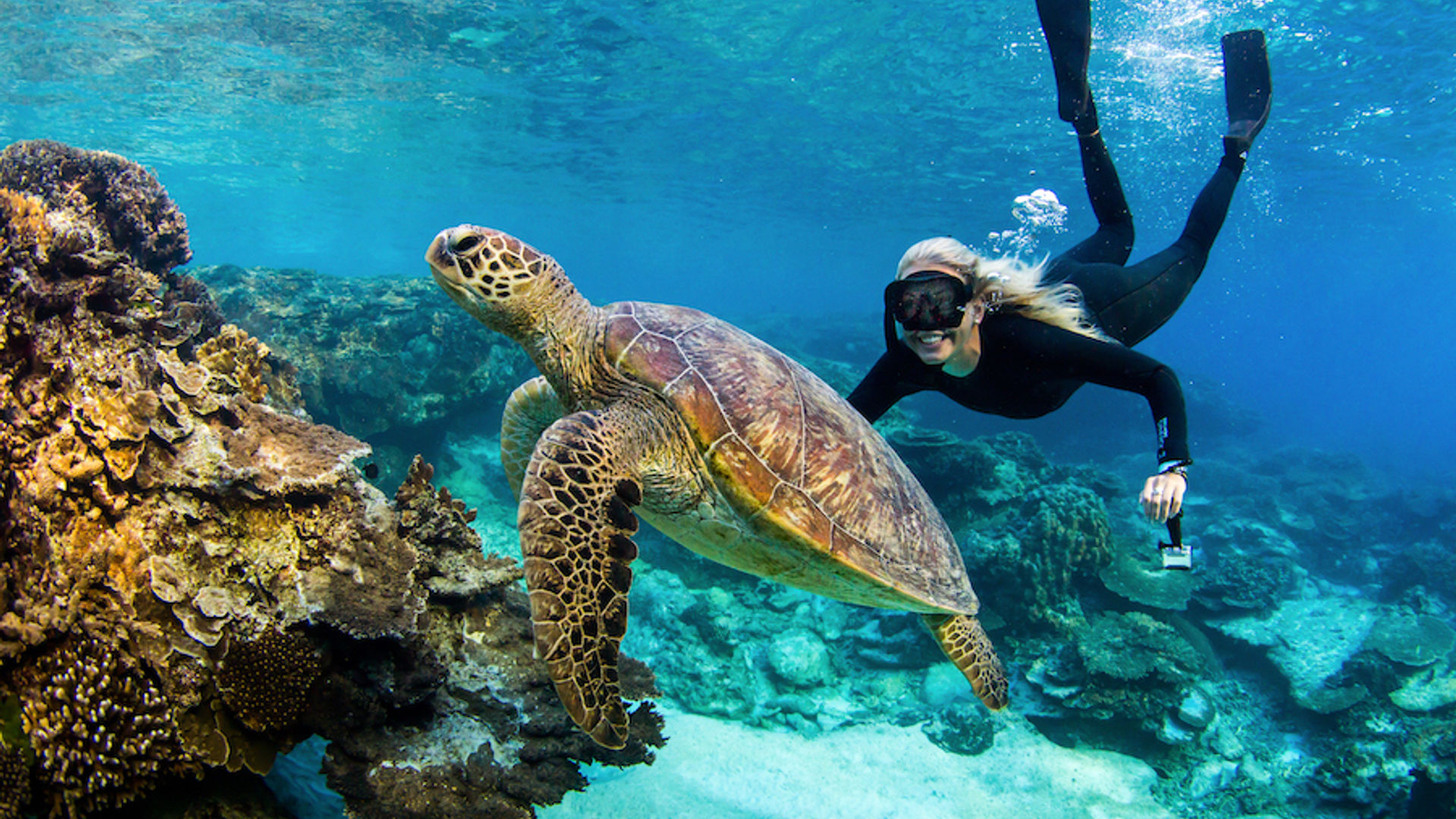 Australien Queensland Great Barrier Reef Schildkröte