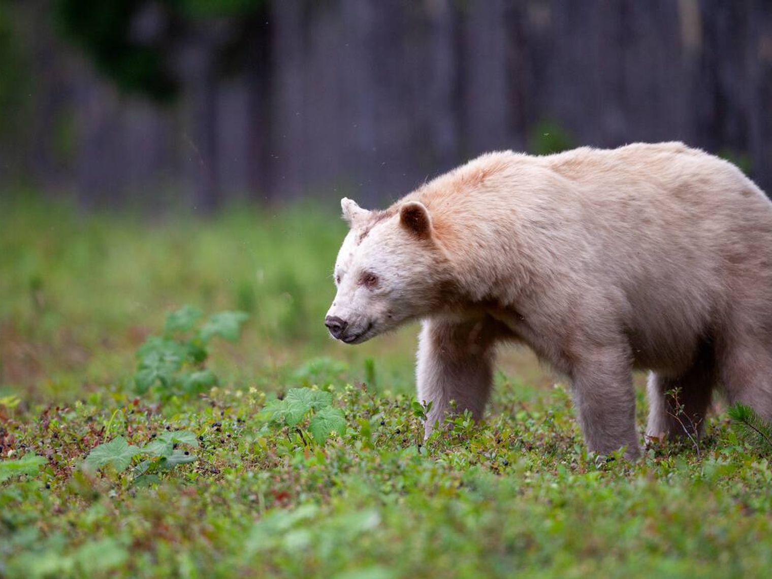 Kanada British Columbia Bär