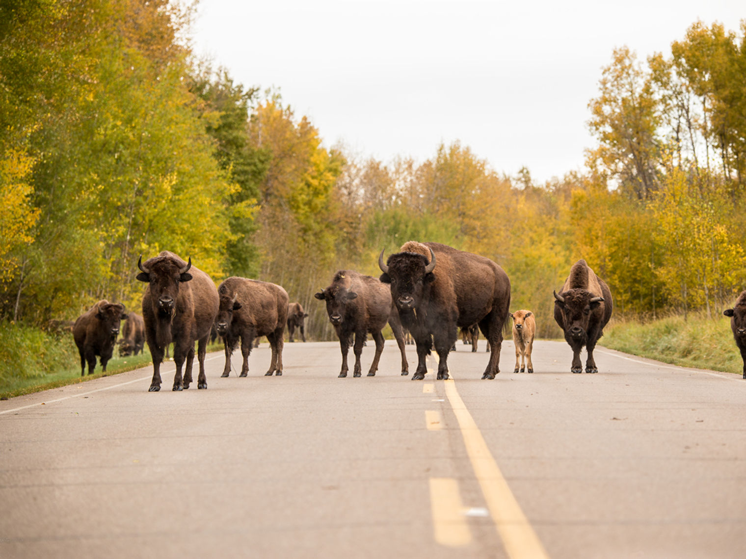 CA Alberta Edmonton 1309 Elk Island