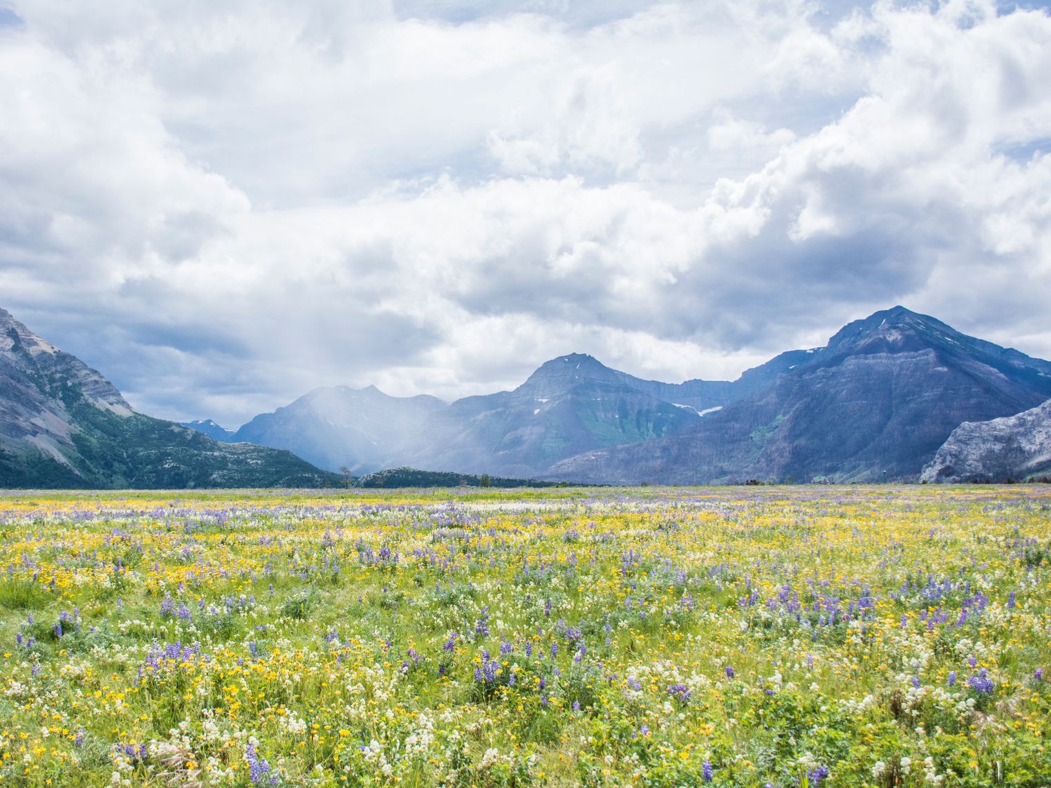 Im Waterton-Lakes-Nationalpark in Kanada blühen Frühlingsblumen vor hoch aufragenden Bergen