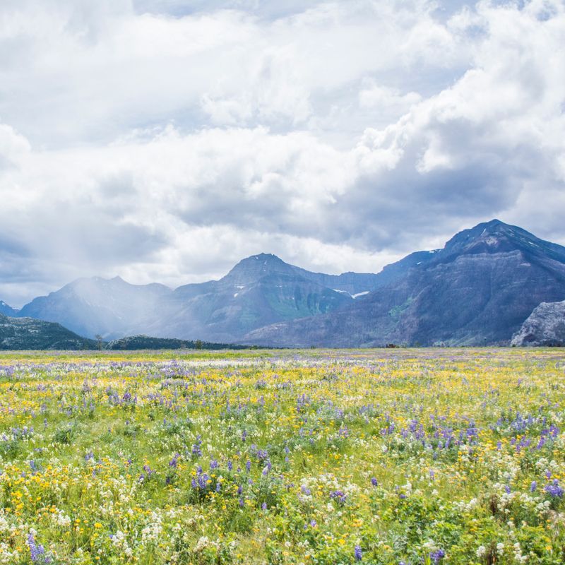 Voor de imposante bergen in het Waterton Lakes National Park in Canada bloeien de lentebloemen