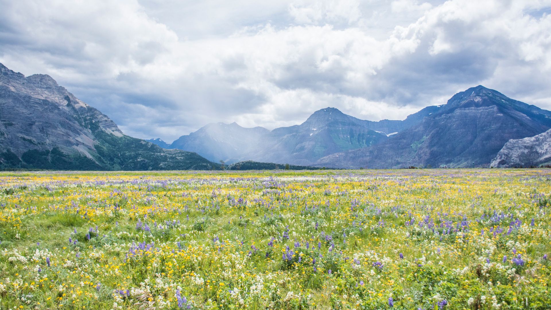 Spring flowers bloom in front of towering mountains in Waterton Lakes National Park, Canada