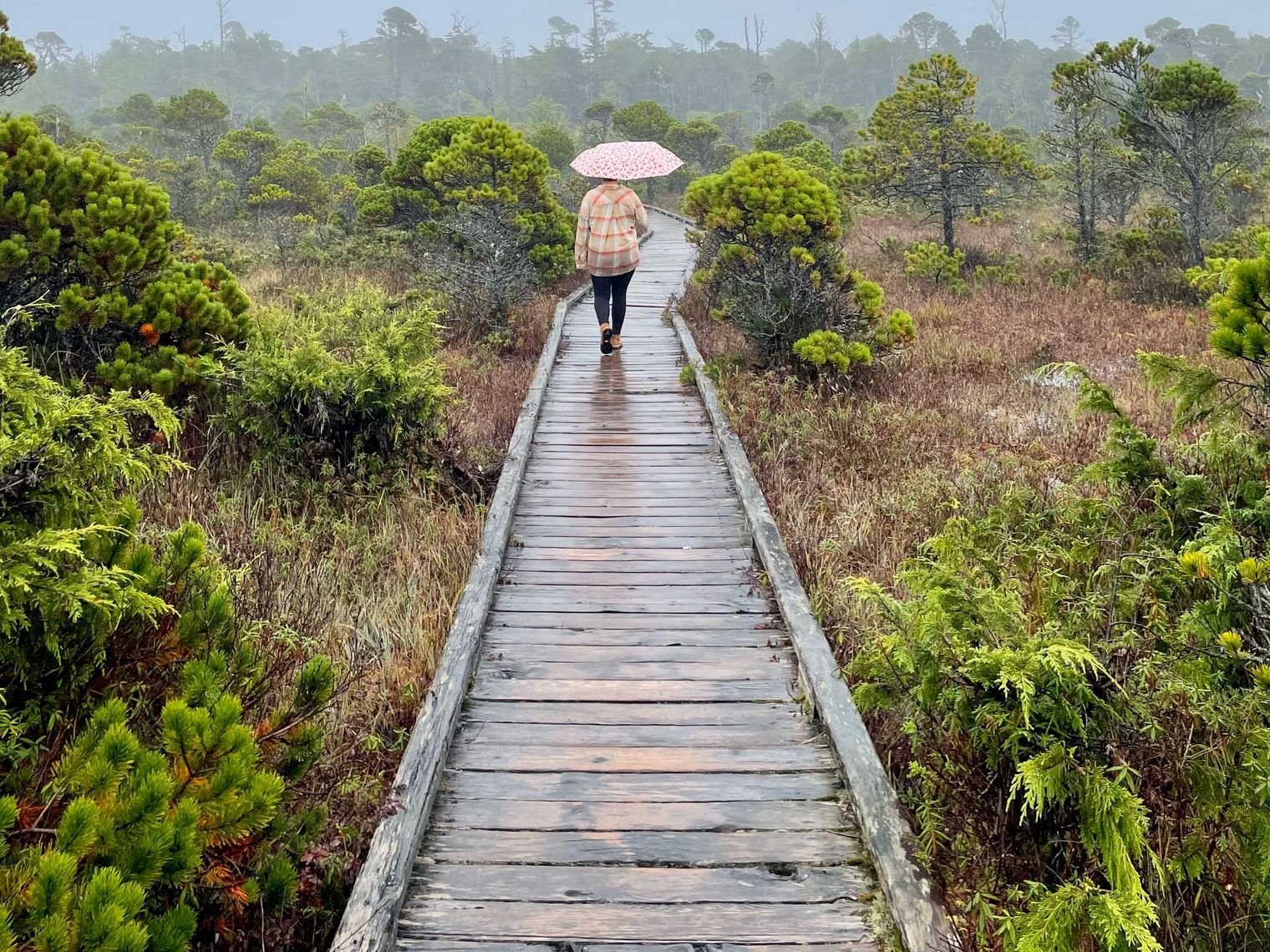 CA British Columbia Pacific Rim National Park boardwalk trail joel wayne unsplash