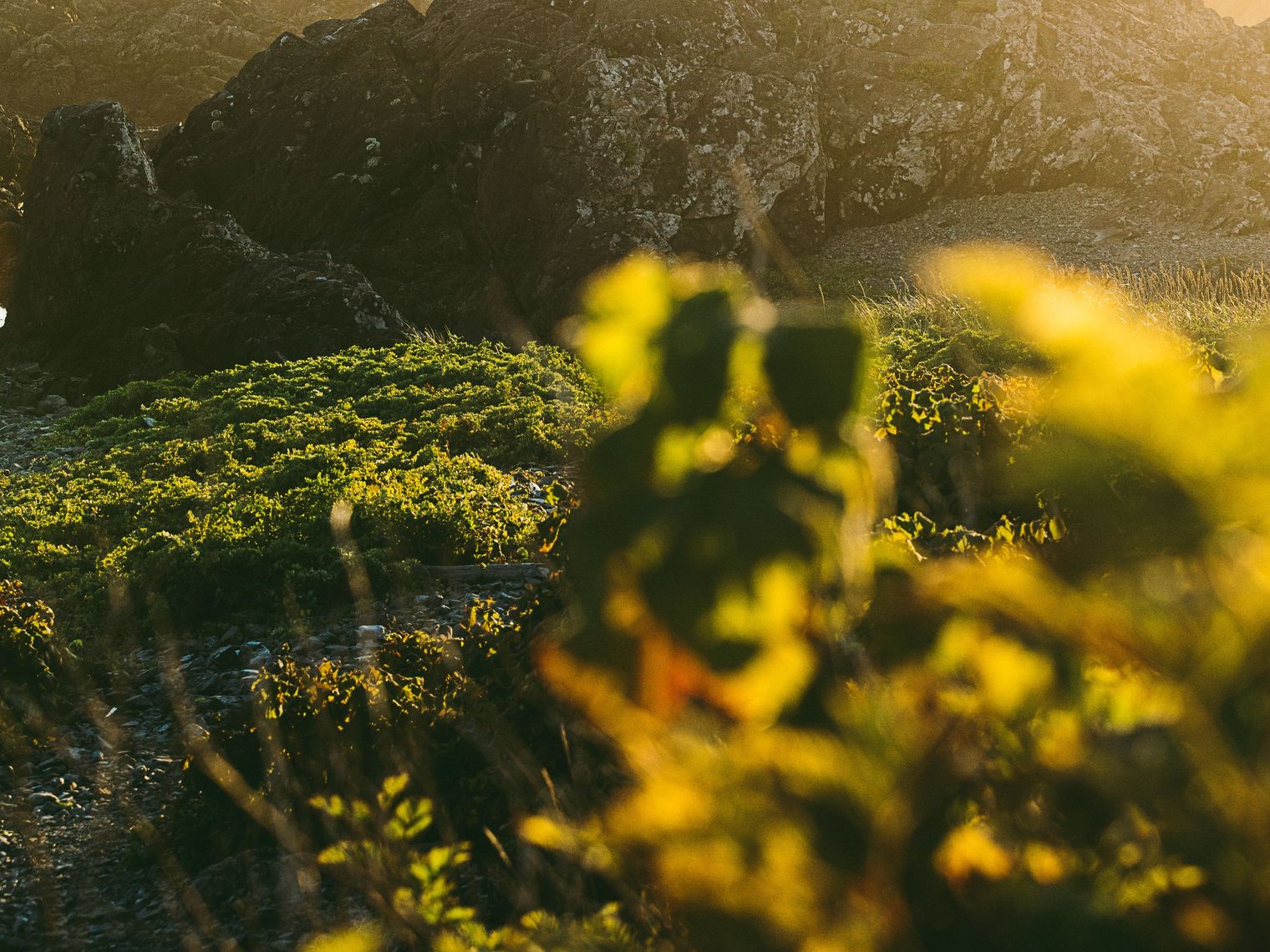CA British Columbia Pacific Rim National Park couple sunset devon mackay unsplash