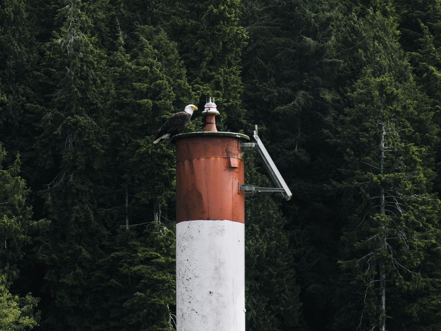 CA British Columbia Pacific Rim National Park wildlife bird suelee wright unsplash