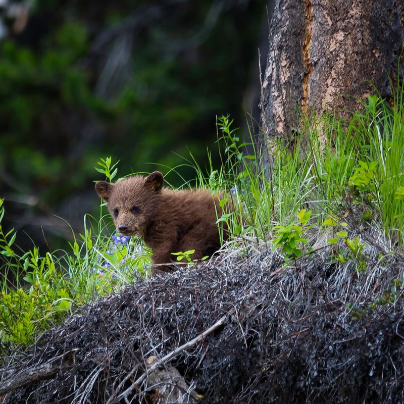 Een welp van een bruine beer in het Great Bear Rainforest