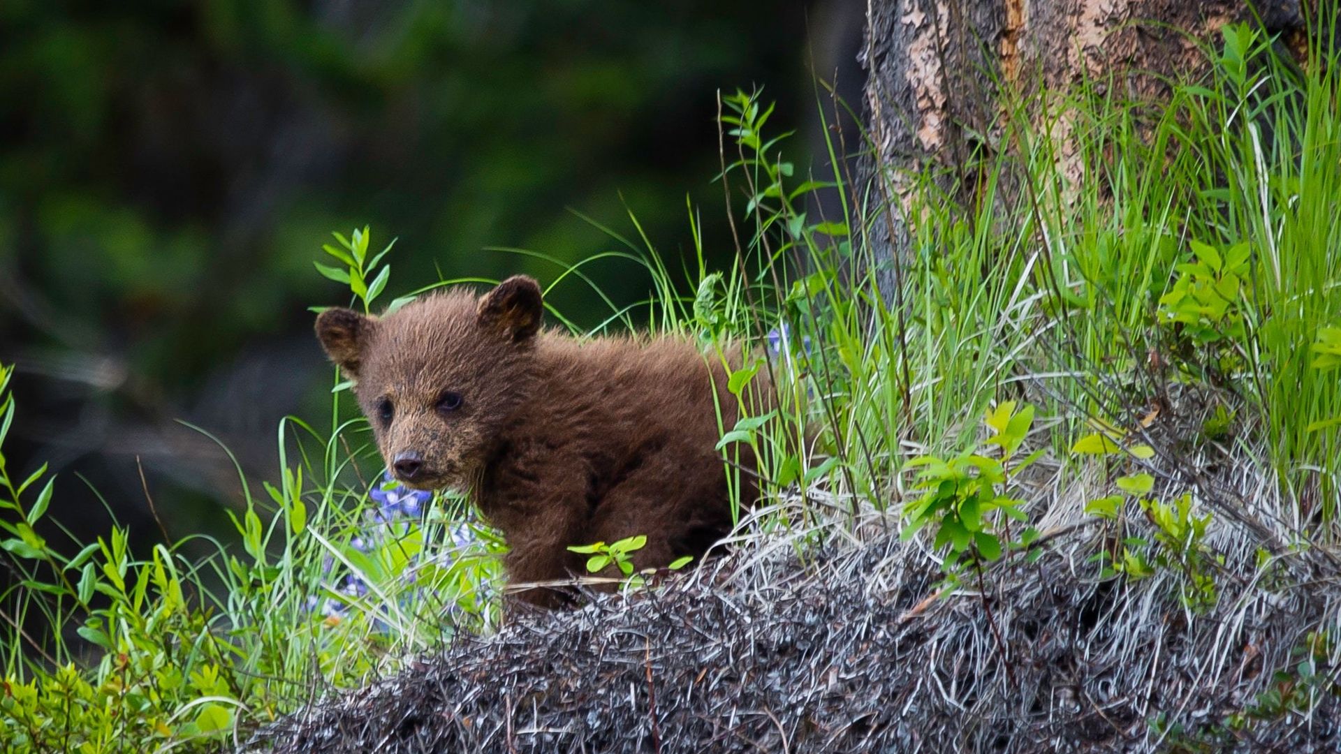 Een welp van een bruine beer in het Great Bear Rainforest