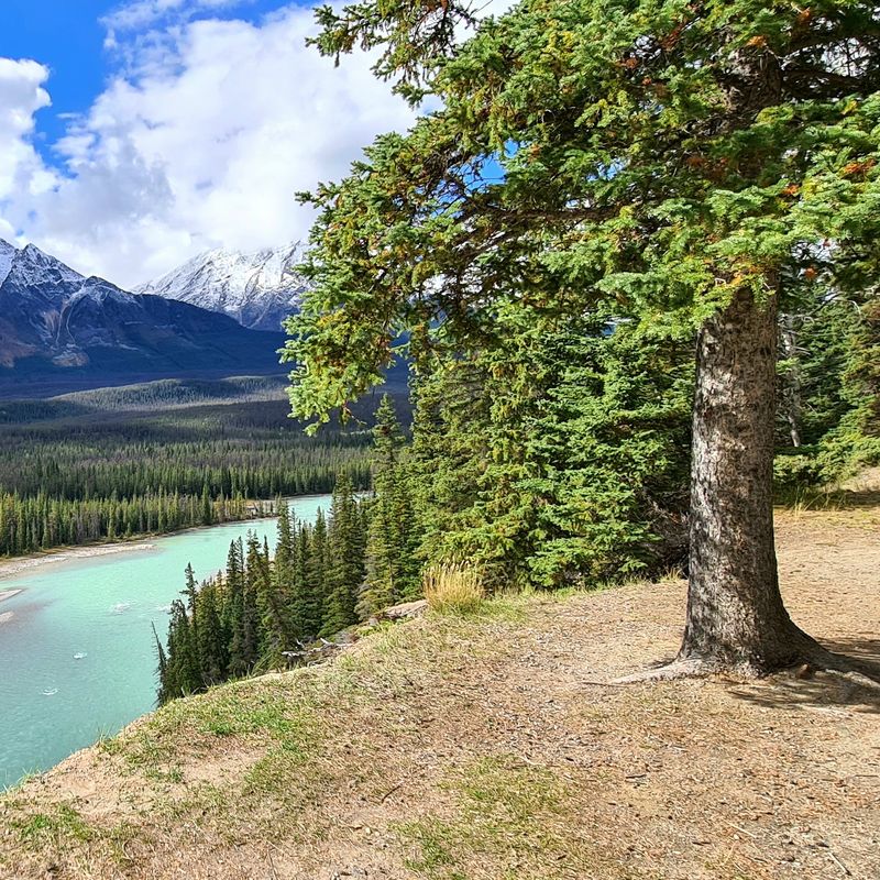Uitzicht op de Icefields Parkway vanaf een hoger gelegen pad langs het water, met besneeuwde bergen en groene bossen