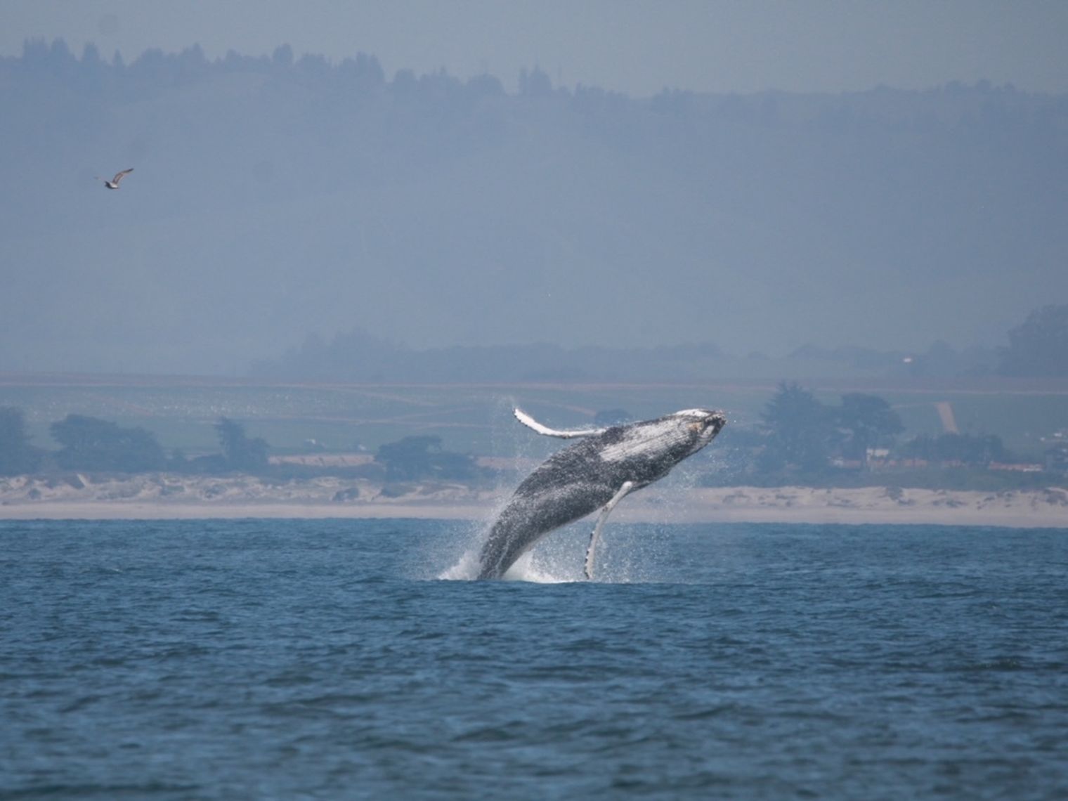 Carmel By Sea Whale Watching Picture family Cesar