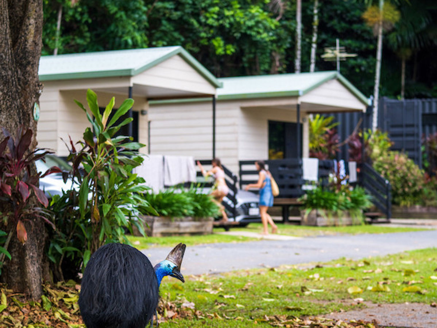 Australien Tropical North Queensland Cassowary Coast Cassowary