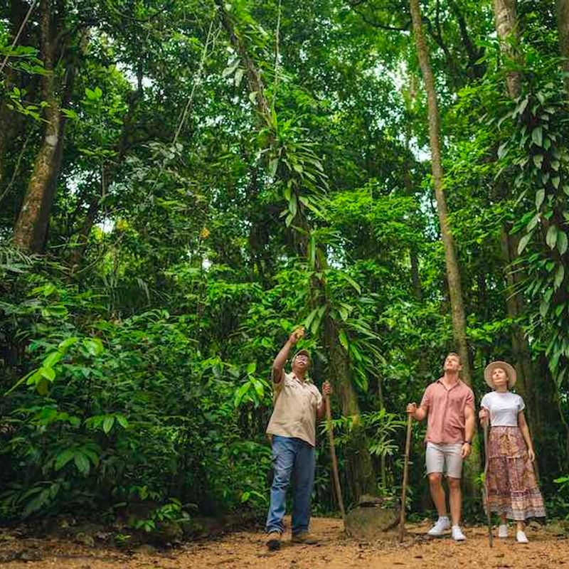 Een gids wijst naar boven en legt iets uit aan een man en vrouw tijdens een wandeling door het Daintree National Park