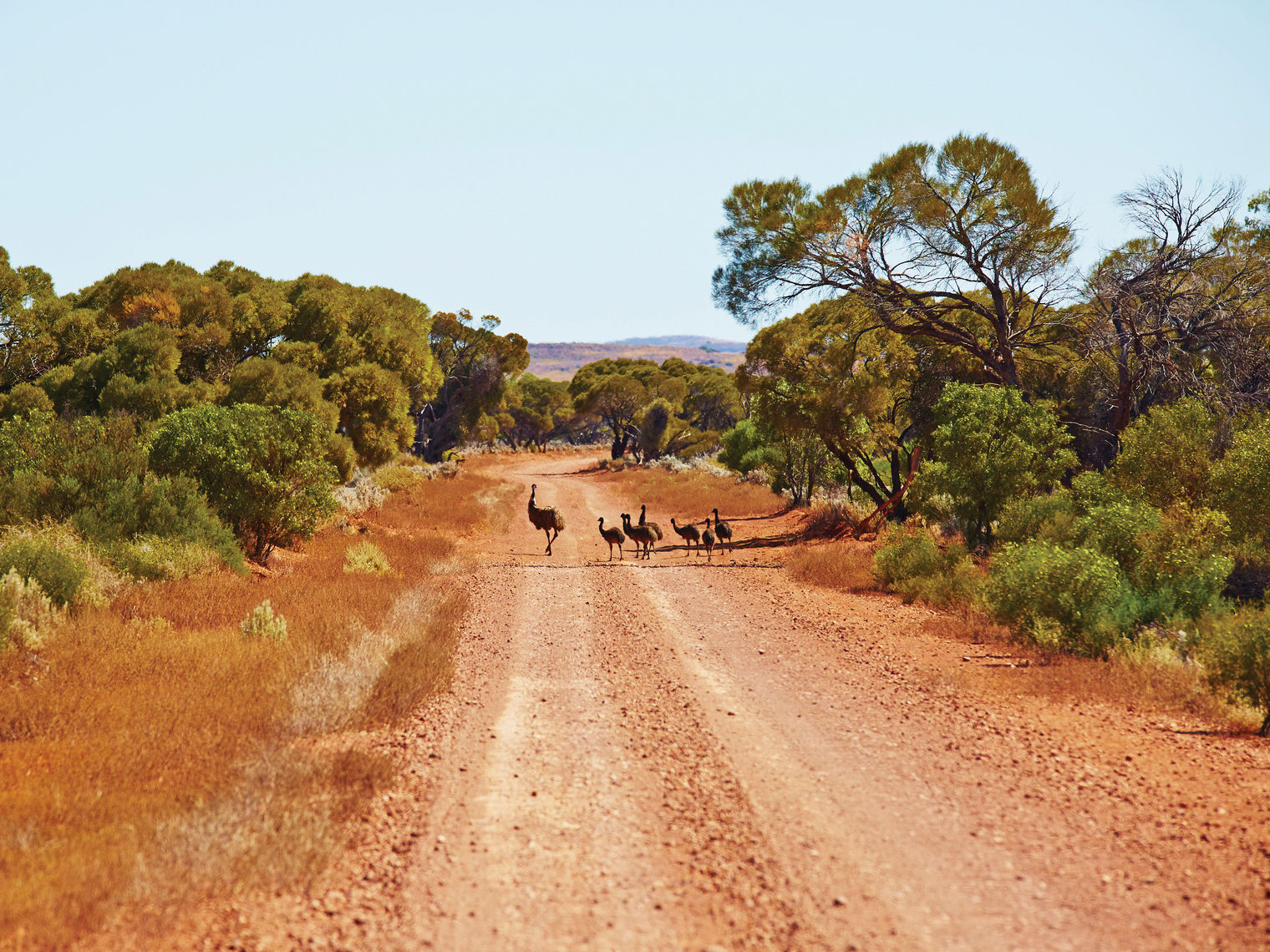 aus - sa - Gawler Ranges National Park - Emus