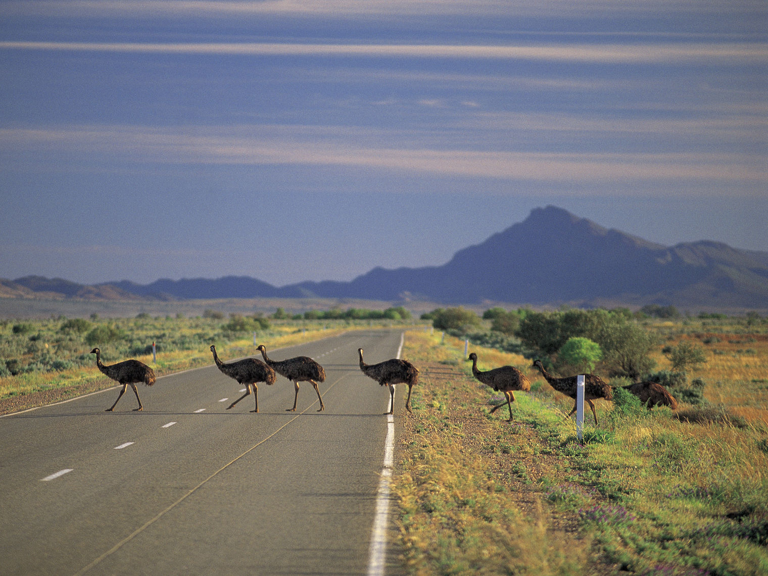 A group of emus cross the road in Flinders Ranges National Park, South Australia