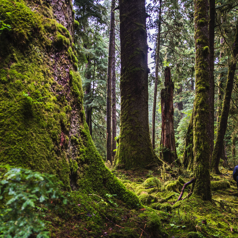 Kanada British Columbia Haida Gwaii regenwald