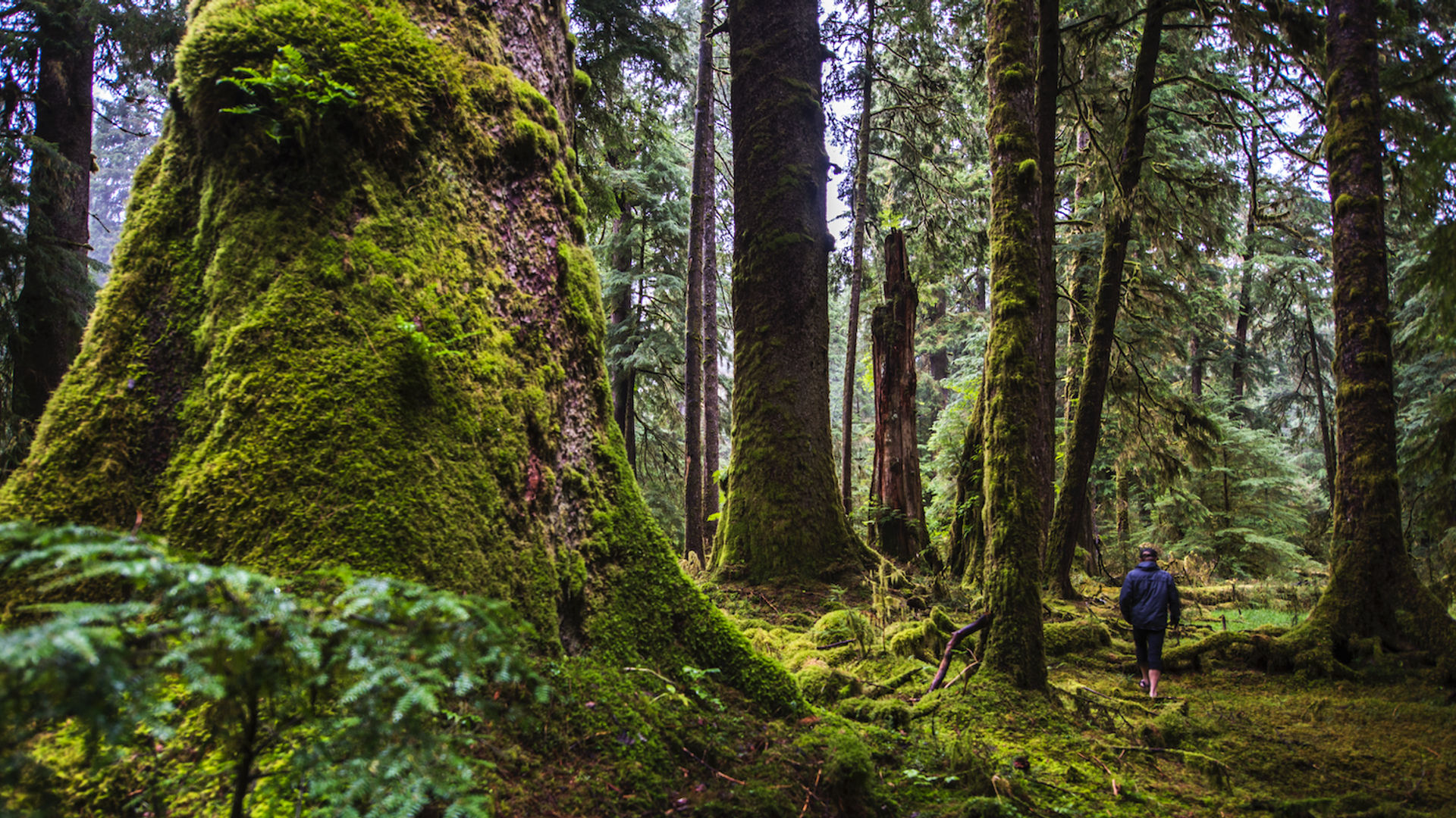 Kanada British Columbia Haida Gwaii regenwald