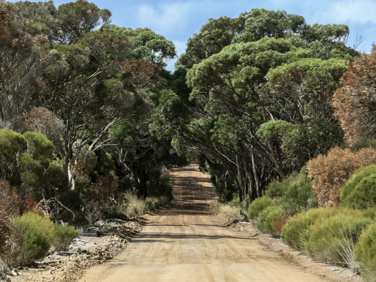 Kangaroo Island Bushland