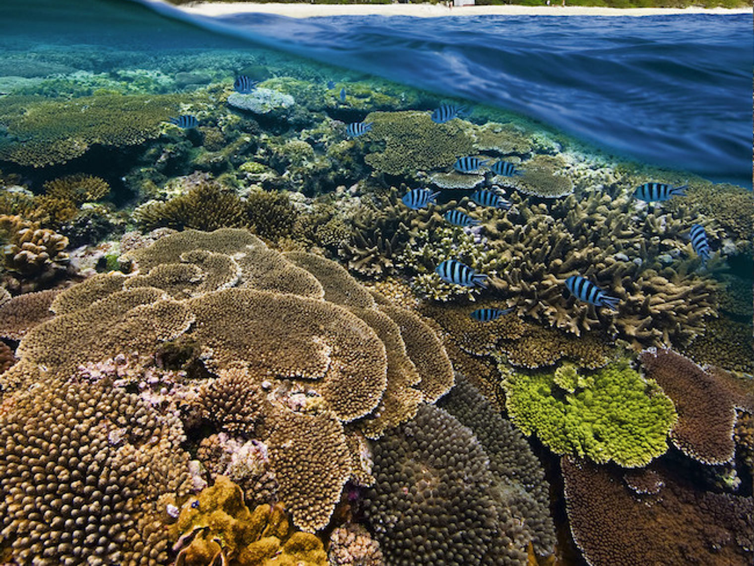 Australien Queensland Lady Elliot Island