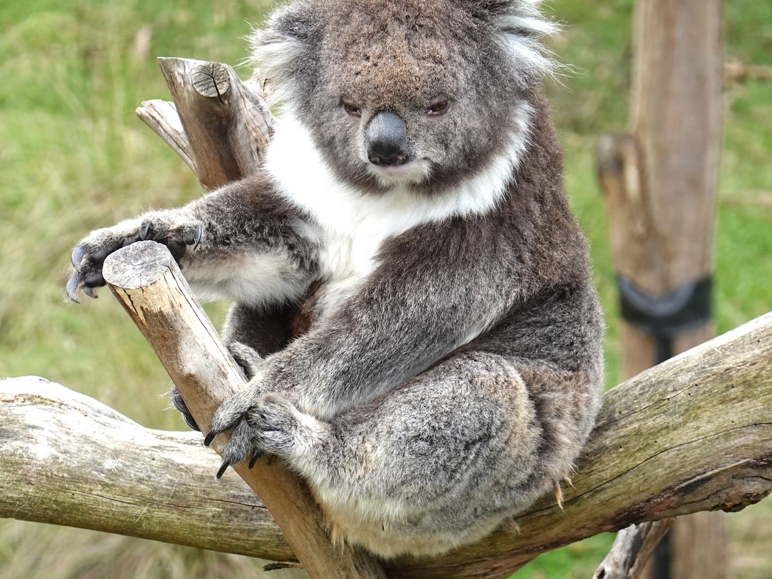 Koala on a branche.