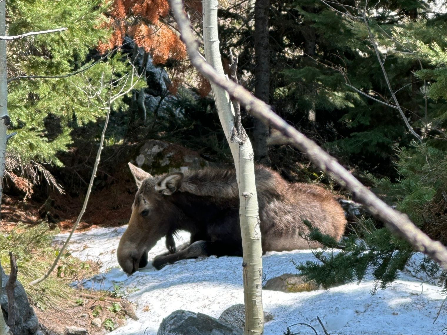 Moose Grand Teton Family Cesar