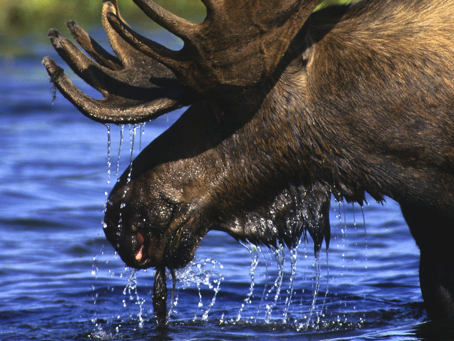 usa moose wetlands maine
