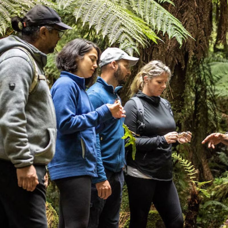 Een Maori-gids leidt een tour in het regenwoud met een groep gasten