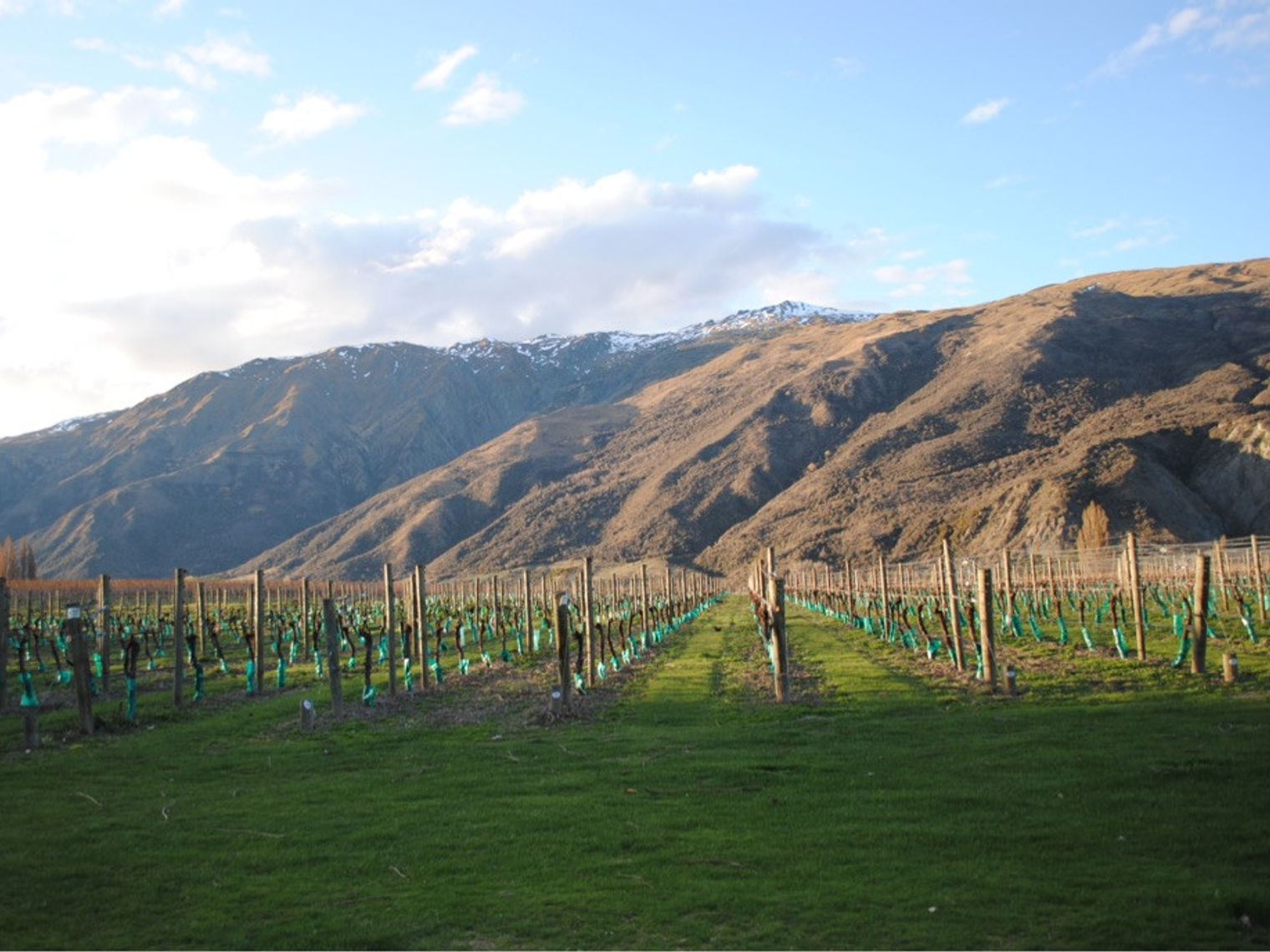 Newzealand south grapes mountain range clients uffelmann