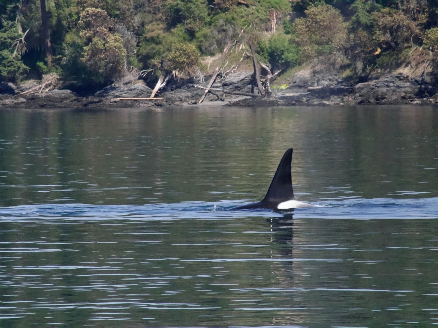 Orca Spirits De grote broer