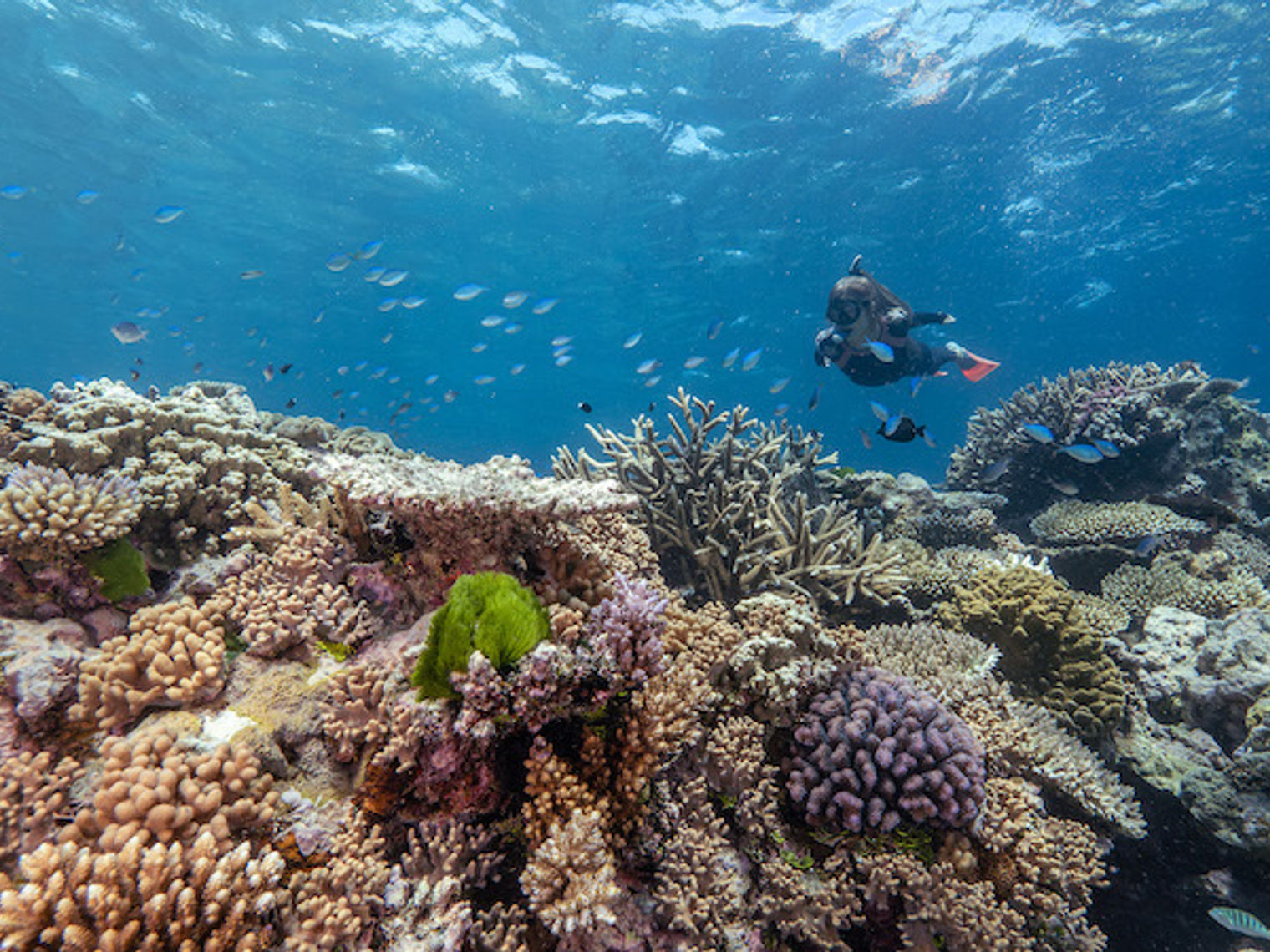 Reef Snorkel