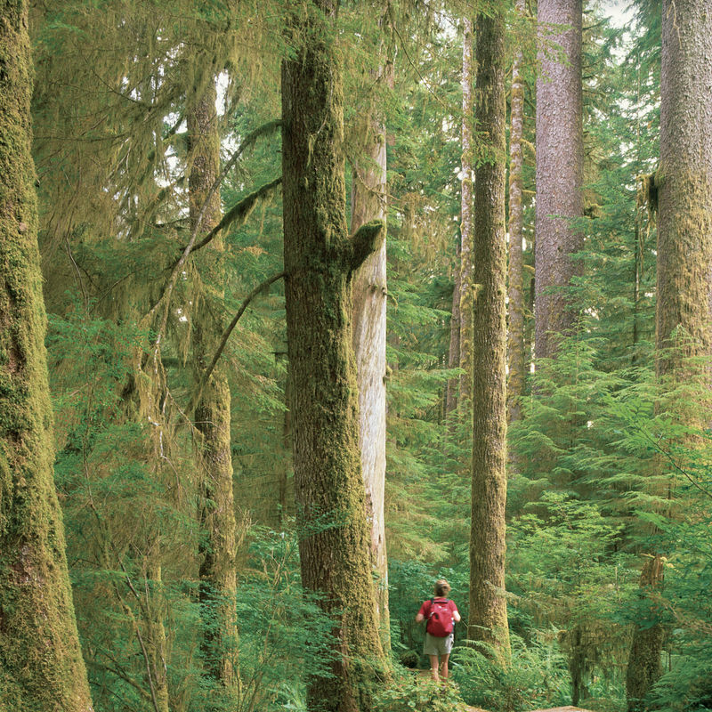 Een wandelaar door de bossen van het Carmanah Walbran Provincial Park