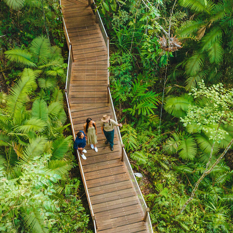 Skyrail Rainforest Cableway