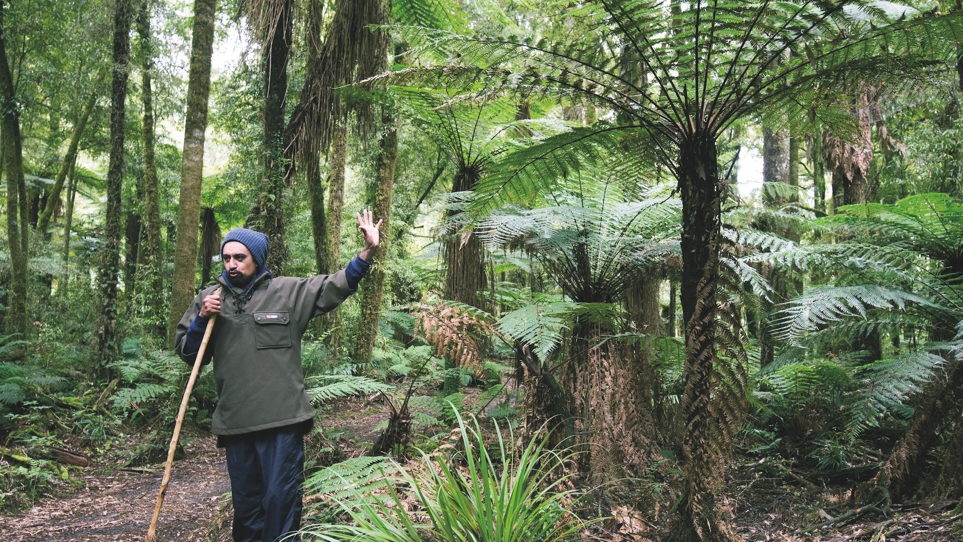 Te Urewera Local Maori guide tells about the rainforest