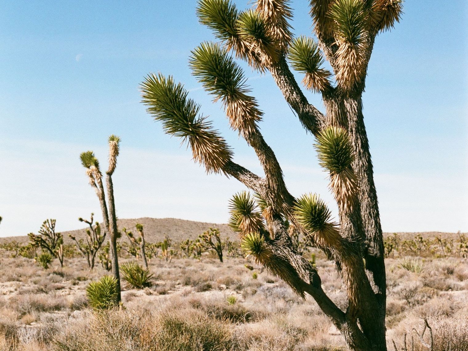 US California Joshua Tree NP flora tree mark west unsplash