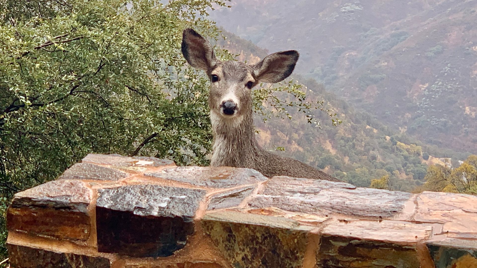 US California Sequoia Kings Canyon National Park mule deer wildlife