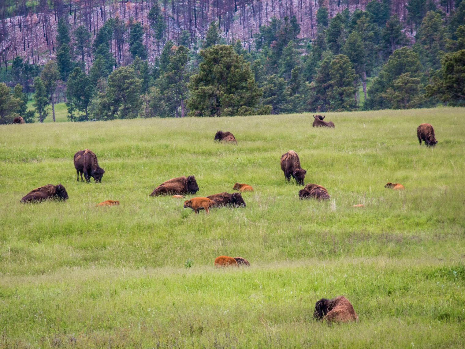 US South Dakota bison herd jonathan mast unsplash