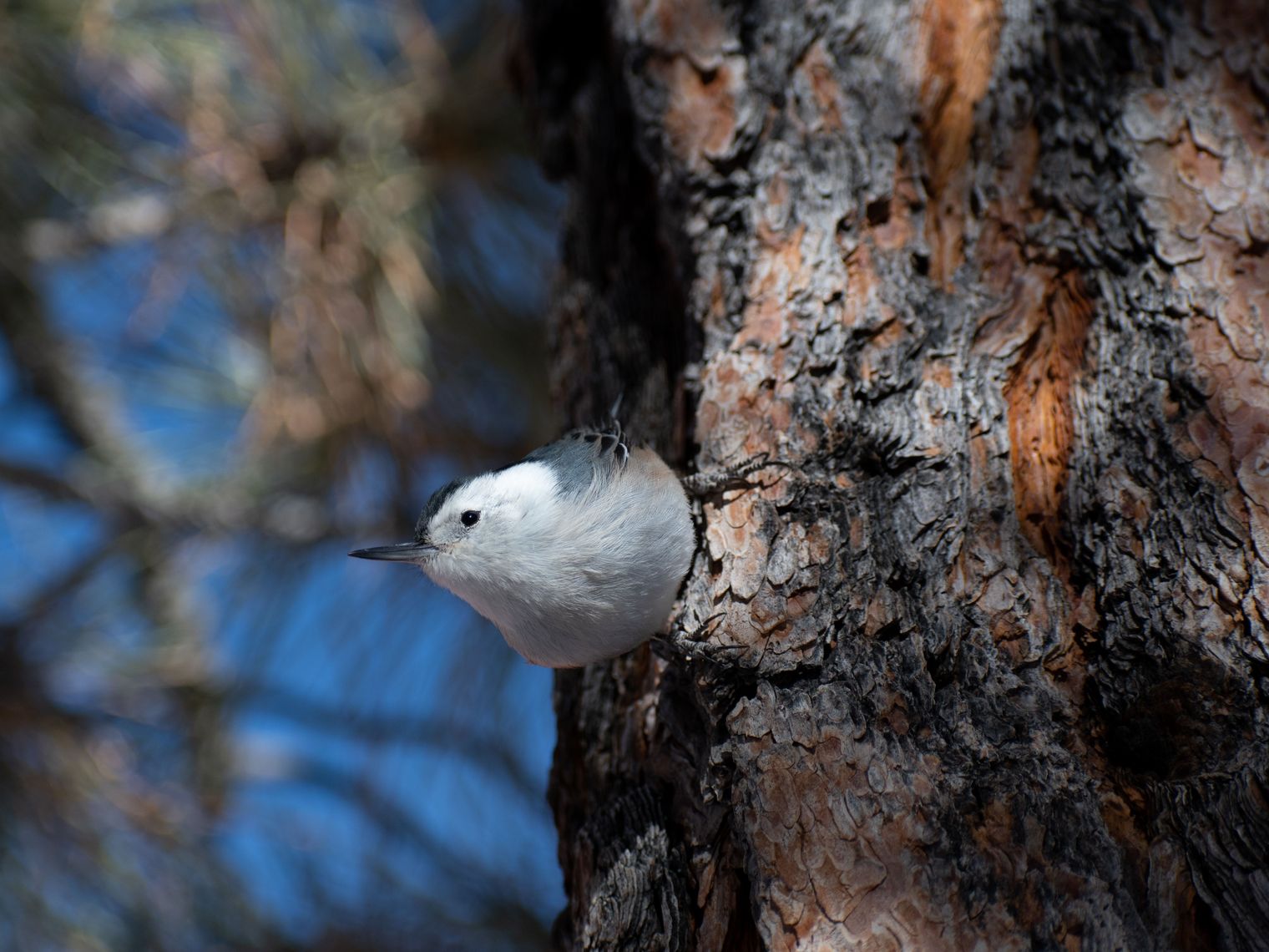 US Utah Bryce Canyon NP wildlife bird watching codi burley unsplash