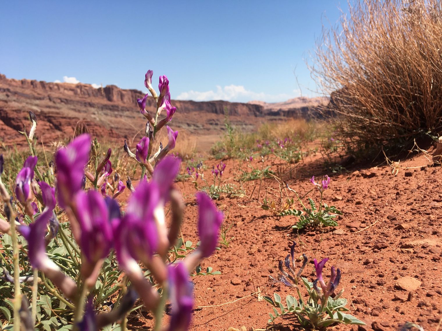 US Utah Moab wildflowers kaylee stepkoski unsplash