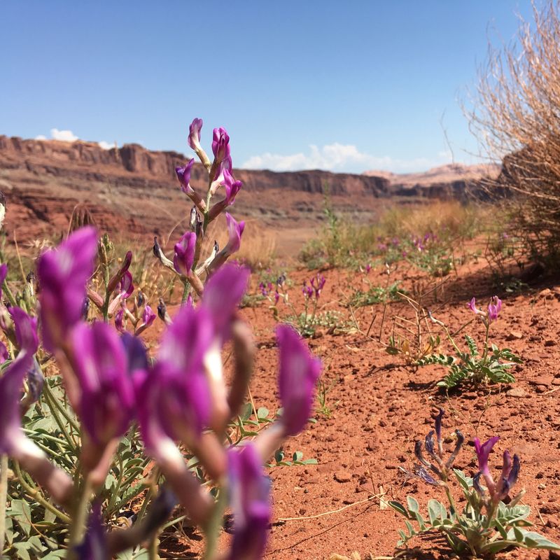 Lila Wildblumen wachsen in roter Wüste der USA