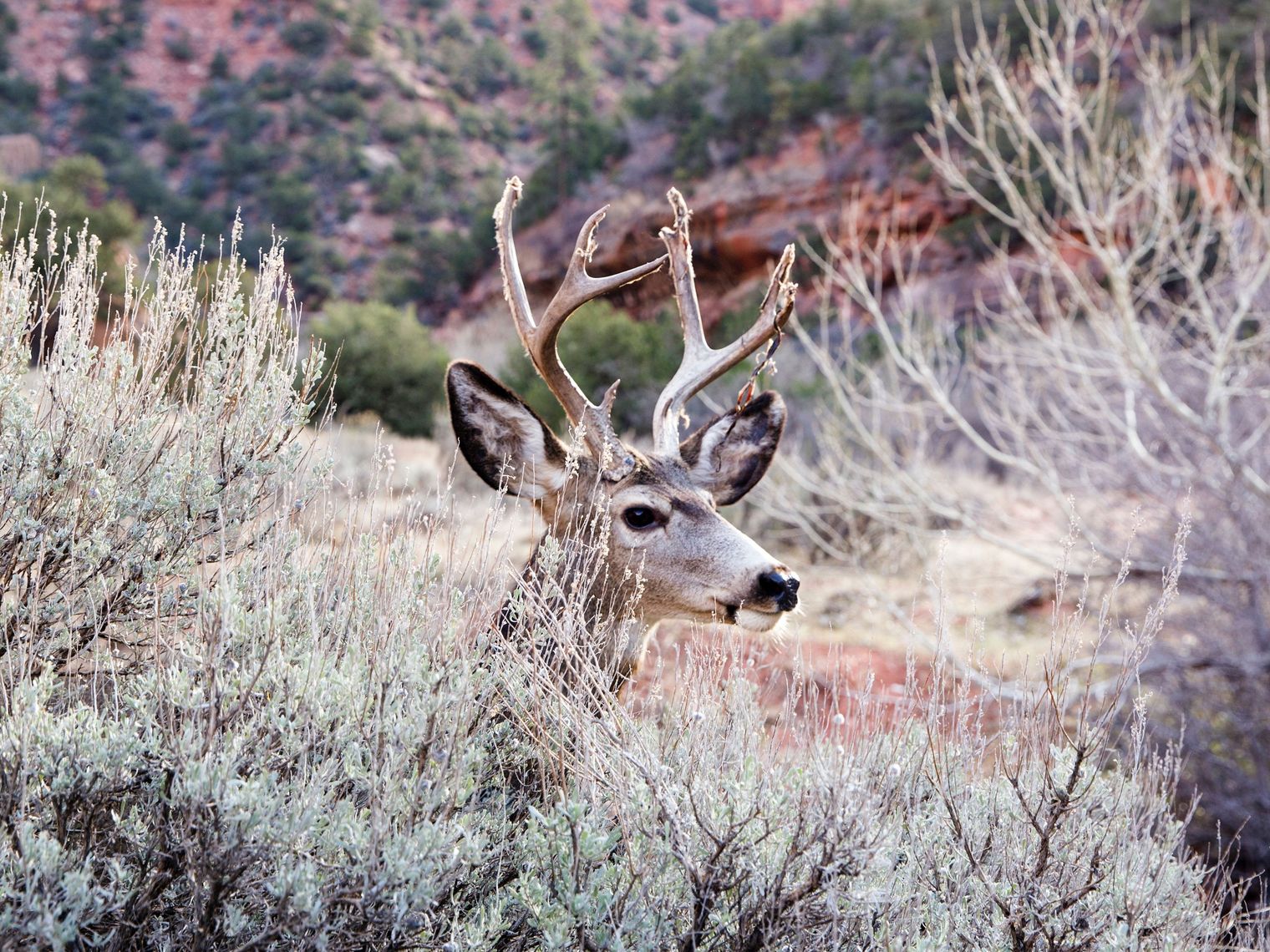 US Utah Zion NP wildlife deer jesse callahan unsplash