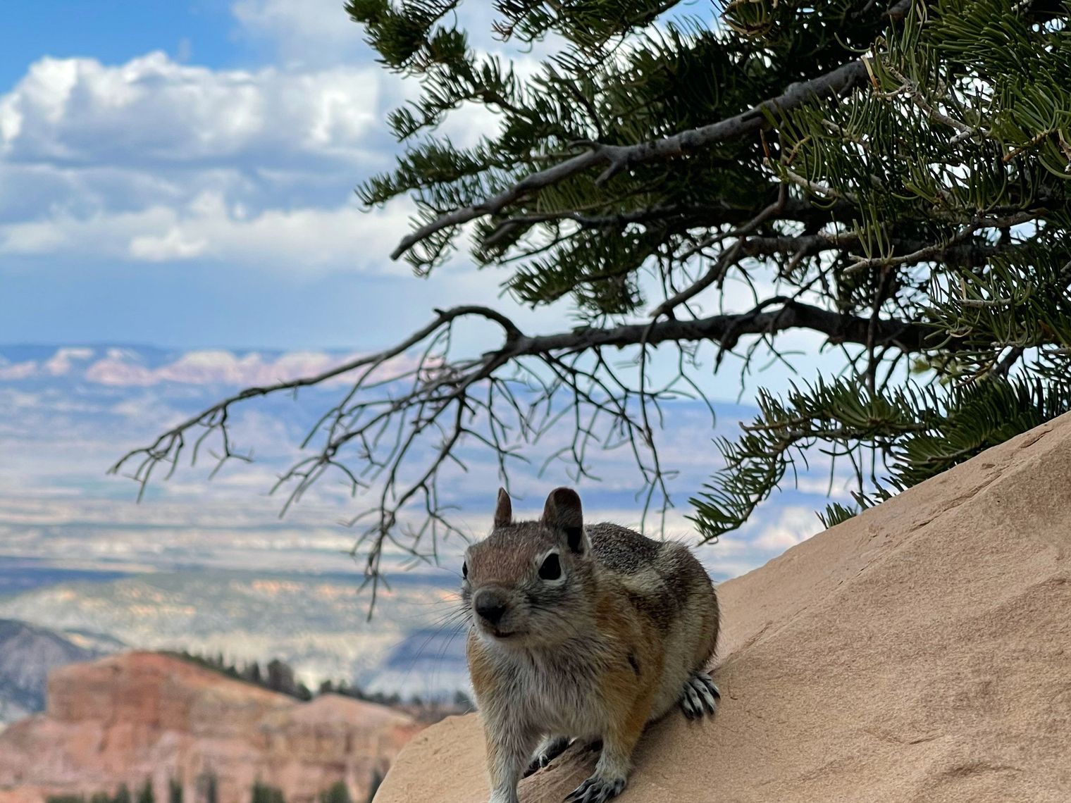 US Utah Zion NP wildlife squirrel matt thomason unsplash