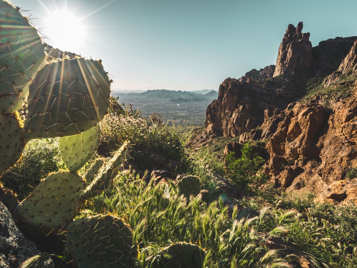 Kakteen vor einer roten Felsformationen von Sedona in Arizona