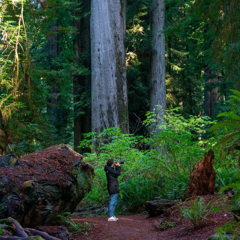 USA Redwood NP Thies famil