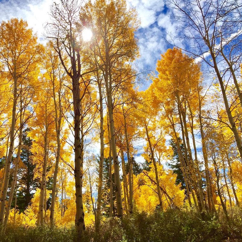 Grote bomen met gele bladeren op een zonnige dag in Utah